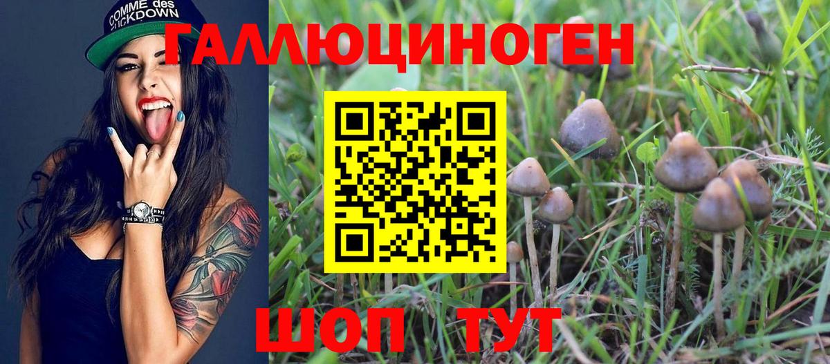 Галлюциногенные грибы Psilocybine cubensis Камень-на-Оби